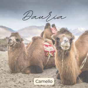 Dauria - Camello