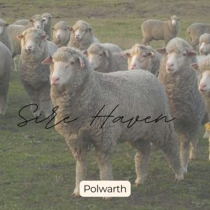 Sire haven